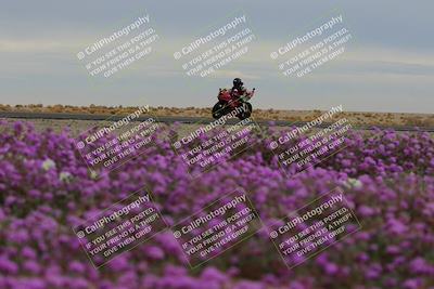 media/Jan-14-2023-SoCal Trackdays (Sat) [[497694156f]]/Turn 14 Exit Bloomig (145pm)/